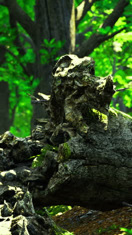 discovering ancient roots in a lush forest during the golden hour light