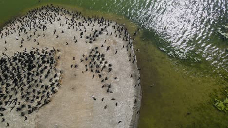 Ein-Blick-Auf-Eine-Insel-Der-Komoranen-Im-Sommer