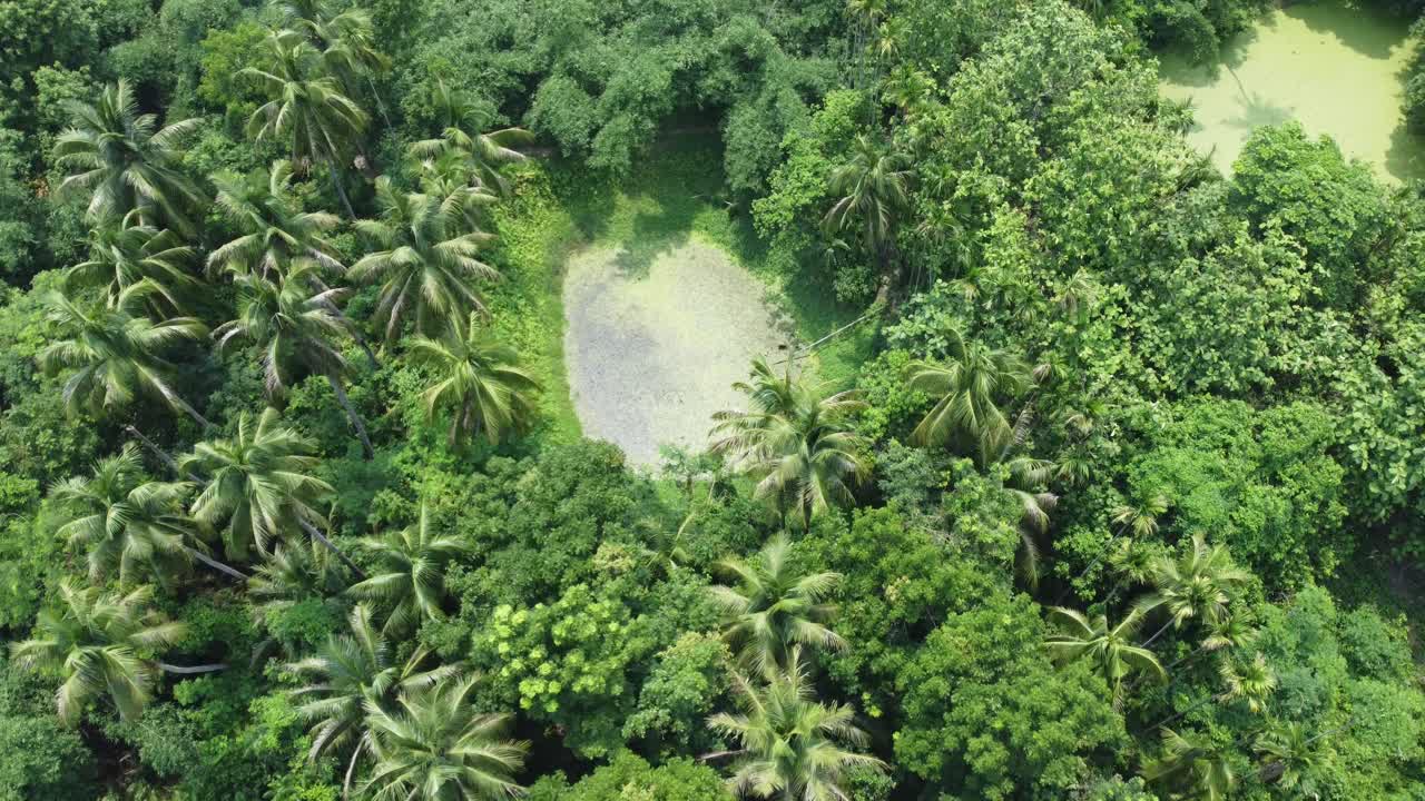 fotografía aérea de un bosque verde profundo