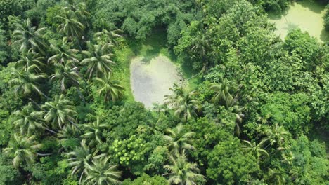 Aerial-view-shot-of-deep-green-forest