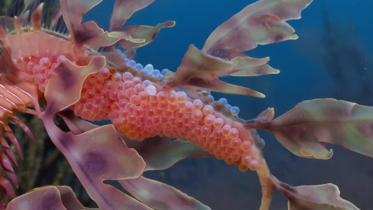 알을 가진 잎이 많은 바다 용 4k 슬로우 모션 사우스 오스트레일리아