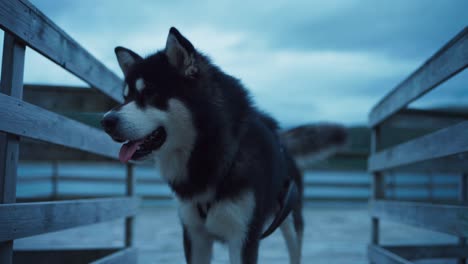 closeup of alaskan malamute dog shakes thick coat outdoor on a cloudy day