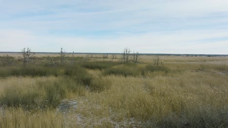 aerial establishing view of empty great cormorant , sunny winter day, dead trees, barta river, wide drone shot moving forward over reeds