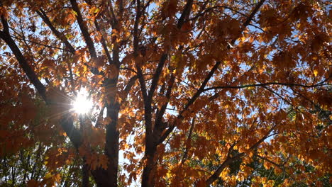 rayos de sol a través del follaje otoñal de los árboles