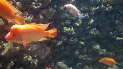 red devil cichlid fish (amphilophus labiatus) close up shoot