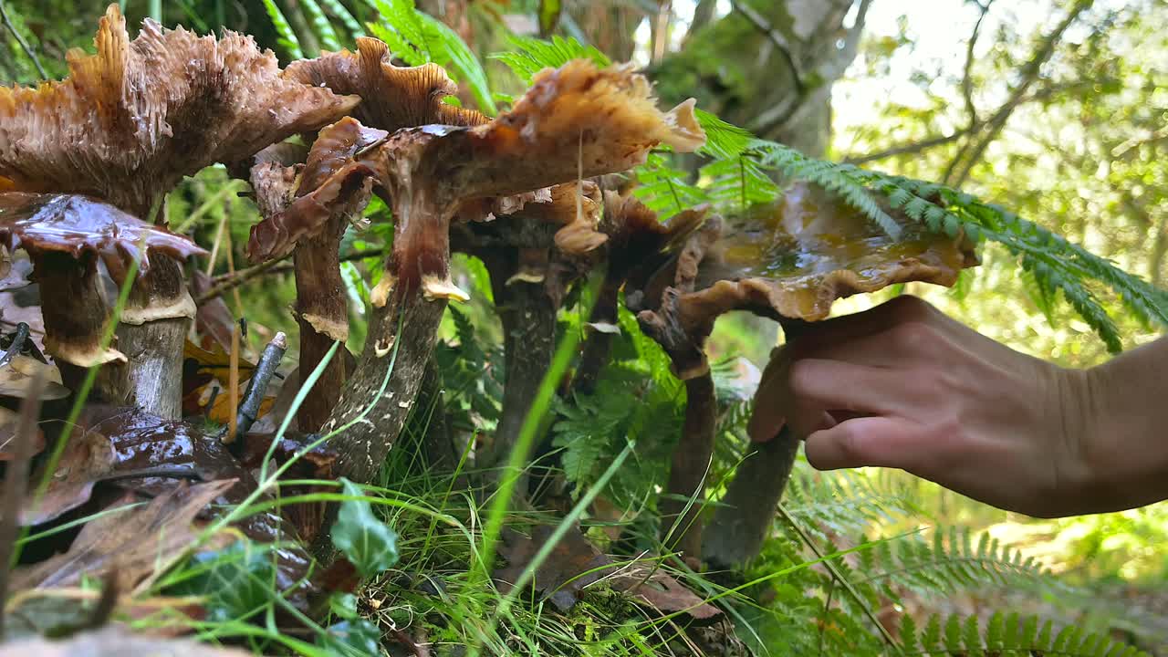 champiñones sin branquias, creciendo en un tocón de árbol podrido, otoño, españa