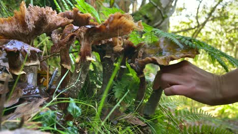 Gilled-Mushrooms,-Growing-On-Rotted-Tree-Stump,-Fall,-Spain