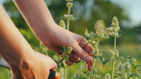 The-Farmer's-Hands-Cut-The-Melis-Sprouts-From-The-Bush