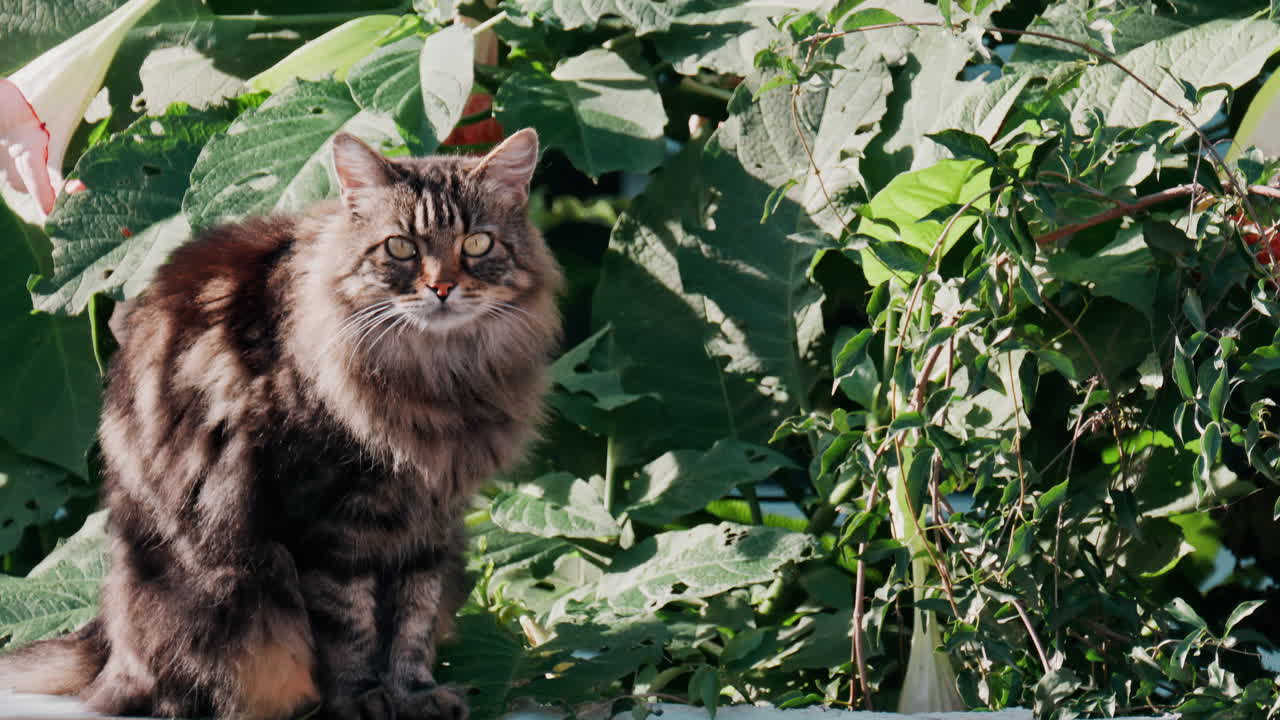 Brown cat standing on a ledge near greenery while looking at the camera