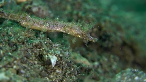 Pipehorse-De-Cerca-En-Arrecifes-De-Coral-En-Filipinas