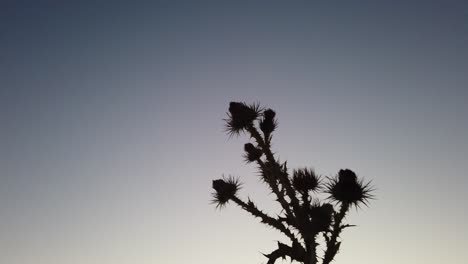 sunset and swinging prickly plant
