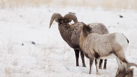 bighorn sheep grazing in the winter in montana