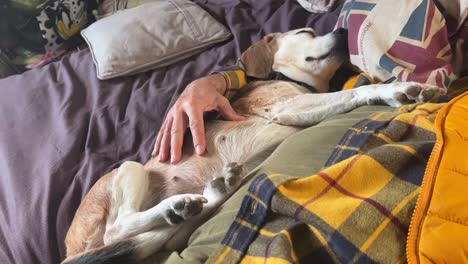 Old-female-beagle-dog-sleeps-peacefully-next-to-his-master-at-home