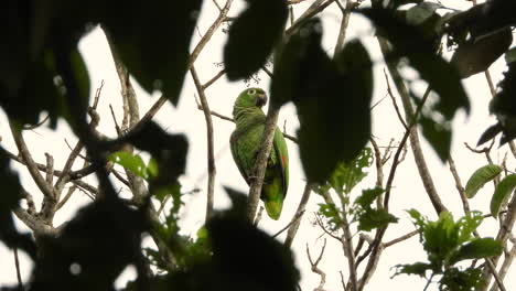 loro amazónico harinoso del norte sentado en una rama - tiro estático