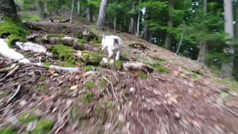 dog in the forest