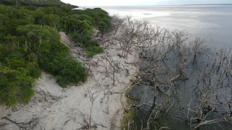 sobrevuelo aéreo de playa de arena con plantas verdes y ramas sin hojas en salt lake en la república dominicana