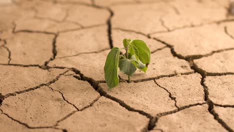 climate change green plant trees die