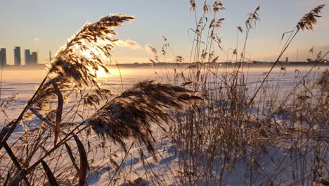 dry reeds in beautiful winter landscape at sunset, golden moment