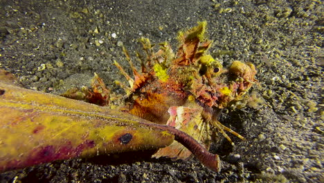 spiny devilfish next to a matching color leaf on sandy seabed during night