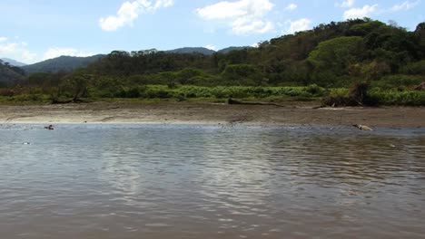 Crocodiles-by-the-Tarcoles-river-bank-in-Costa-Rica,-tropical-rain-forest-in-the-background