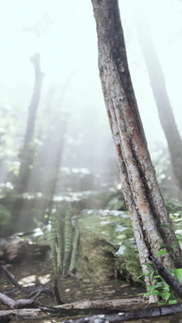 sunbeams through a foggy forest