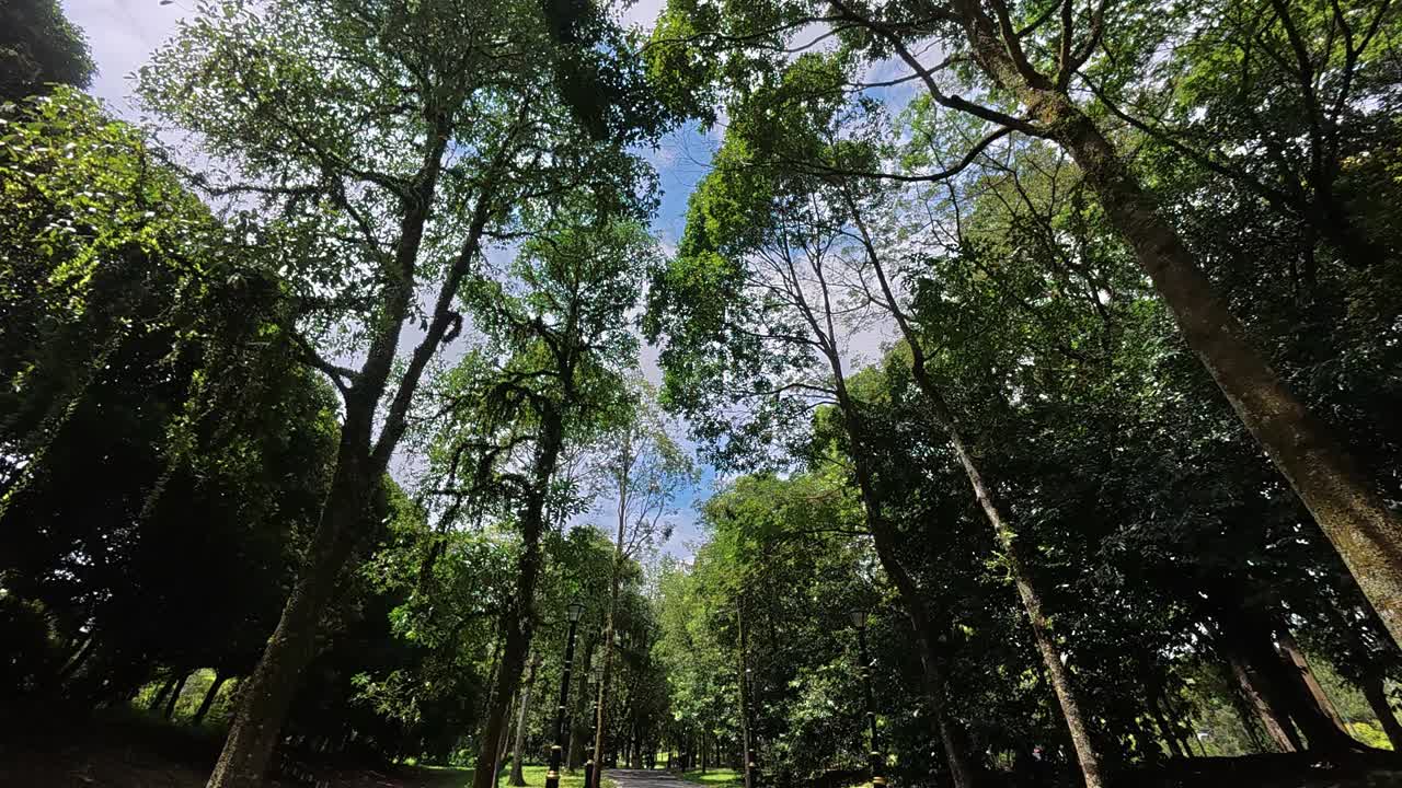 A lush tropical park with tall, shade-giving trees. Beneath, walkways and resting spots create a peaceful retreat in this vibrant tropical haven.