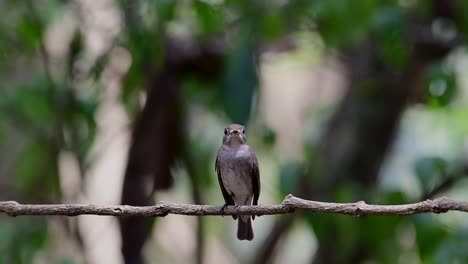 The-Asian-Brown-Flycatcher-is-a-small-passerine-bird-breeding-in-Japan,-Himalayas,-and-Siberia