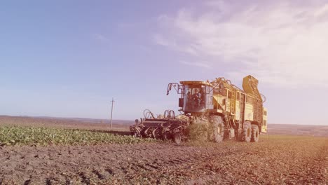 proceso de cosecha de la raíz de remolacha azucarera, luz solar.
