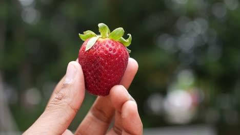 close-up of a single ripe strawberry held in someone's hand