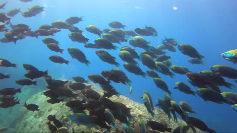 School-of-feeding-parrot-fish-swim-away-in-lovely-sun-rays