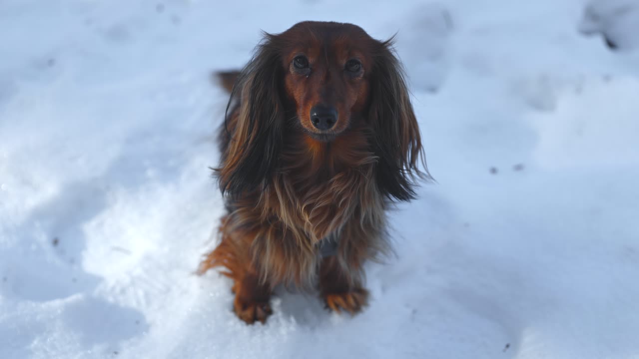 A brown longhaired dachshund sits peacefully in the snow, its eyes gazing directly into the camera.