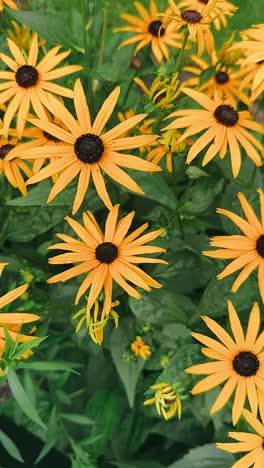 yellow coneflowers in a garden