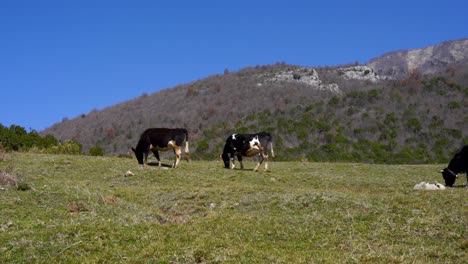 cows grazing on meadow with green grass surrounded by high alpine mountains with trees forest on a blue sky background