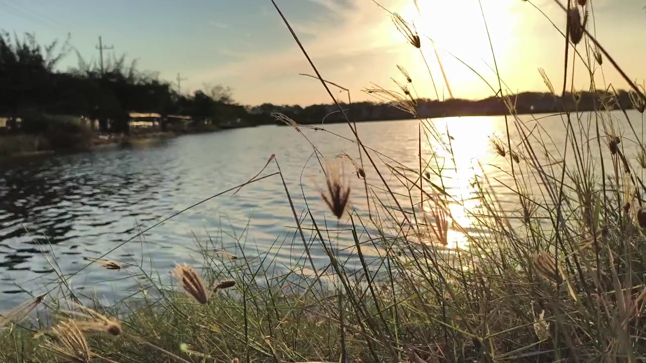 Solnedgang i den gyldne time over rolig sø med højt græs