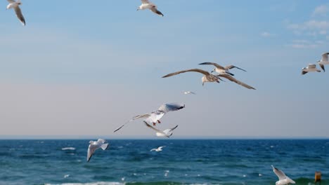 las gaviotas volando sobre el océano
