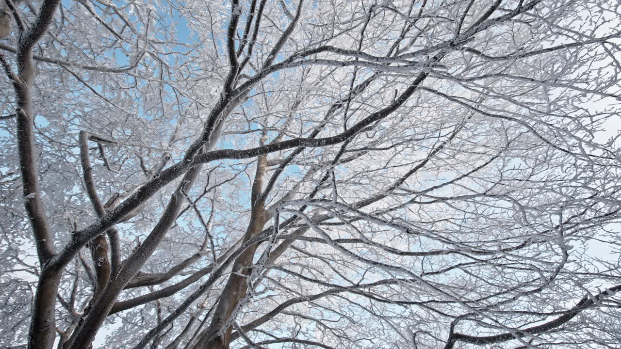 Snow-covered trees with branches stretching against a bright blue sky.