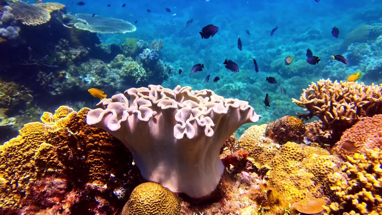 Primo piano di un grande corallo di pelle tropicale circondato da coralli sani e piccoli pesci di barriera in acqua blu cristallina. Sfondo sottomarino vibrante con spazio di copia blu naturale, per Canva