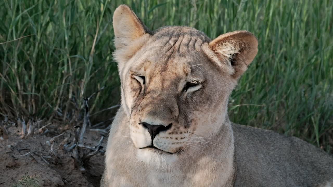 Portrait of a Kalahari lioness, resting, with lush, green grass in the background