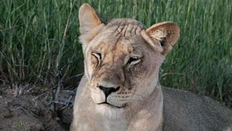 portrait of a kalahari lioness, resting, with lush, green grass in the background
