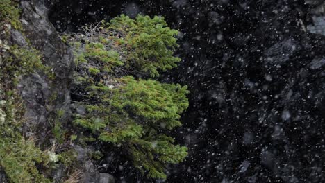 Zeitlupe,-Mittlere-Aufnahme-Von-Schnee,-Der-Mit-Einem-Nadelbaum-Auf-Einer-Klippe-Im-Hintergrund-Fällt