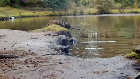 "lagoa das patas" is a natural lake where you can see different birds species and ducks