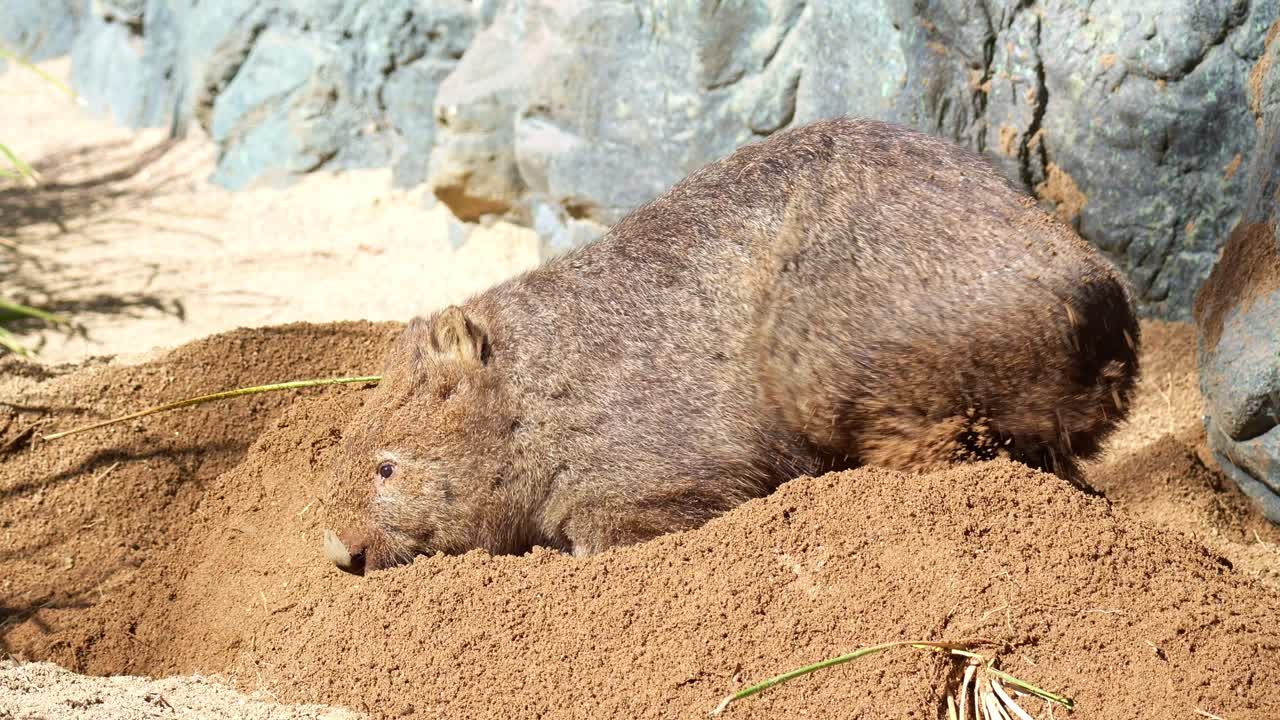 Un simpatico wombat comune (Vombatus ursinus) che scava attivamente una tana nel terreno sabbioso con le sue potenti zampe anteriori e scalcia la terra smossa dietro di sé con le zampe posteriori sotto il sole, scatto ravvicinato