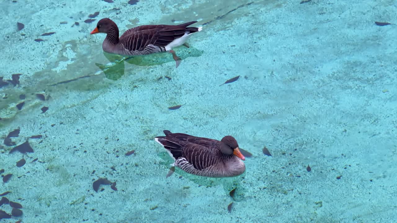 Due anatre femmine che riposano in un'acqua di stagno limpida e turchese, viste dall'alto.