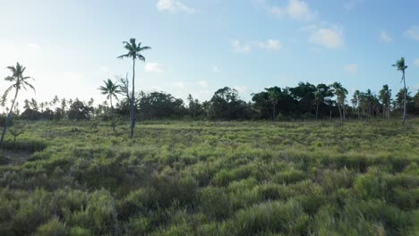 tonga, polynesia