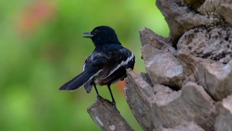 the oriental magpie-robin is a very common passerine bird in thailand in which it can be seen anywhere