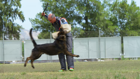 Trainer-training-a-shepherd-dog-in-the-field-4k