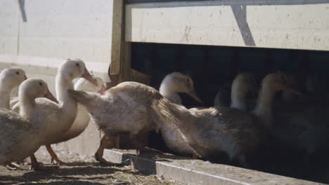 dirty white domestic ducks in flock walking back to their shelter in a farm