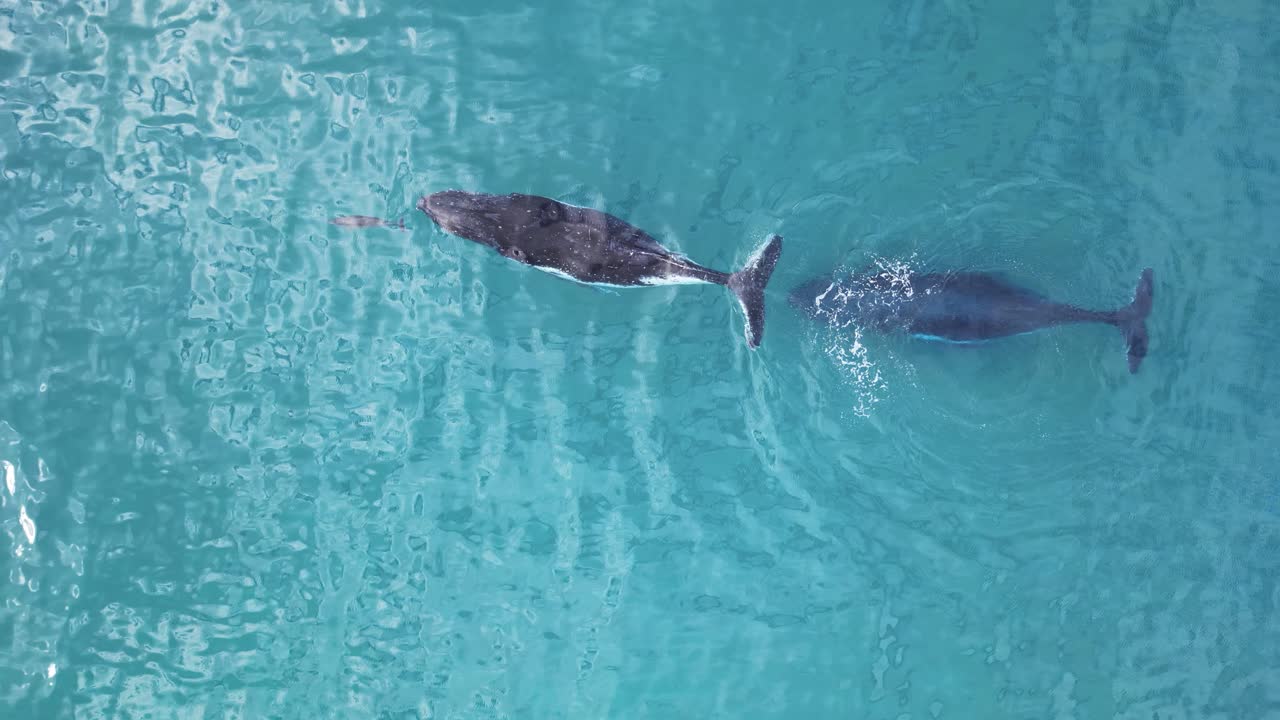 A Dolphin interacts with Humpback whales migrating to the warmer waters of the Great Barrier Reef Australia