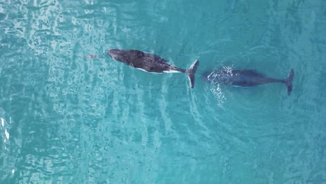 Un-Delfín-Interactúa-Con-Ballenas-Jorobadas-Que-Migran-A-Las-Aguas-Más-Cálidas-De-La-Gran-Barrera-De-Coral-De-Australia