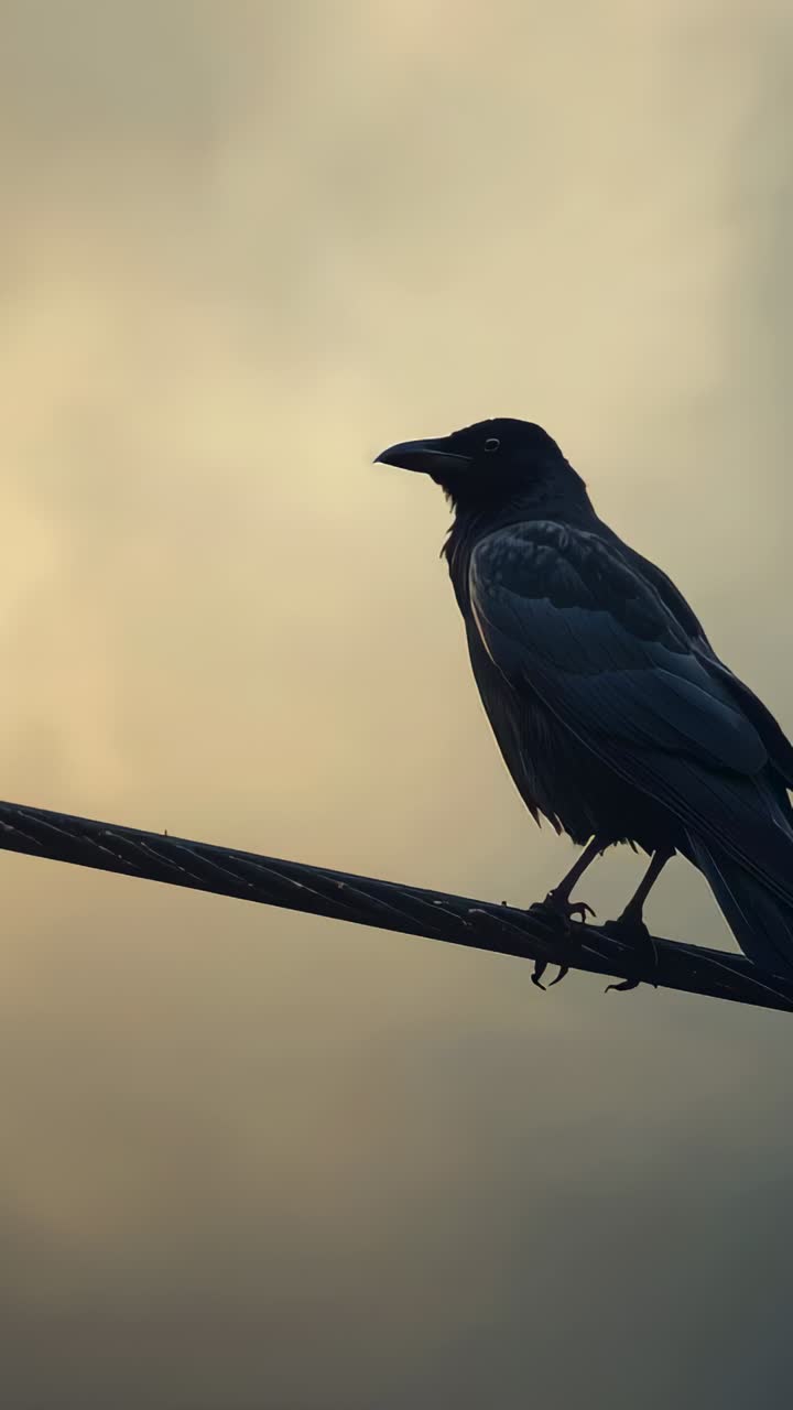 Vertical video: Perching crow tilting head with frames passing on metal wire eyeing sky, copy space